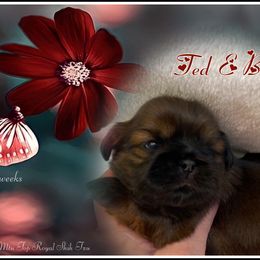 Shih Tzu Puppies from Mtn Top Royal Shih Tzu