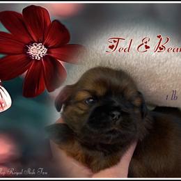 Shih Tzu Puppies from Mtn Top Royal Shih Tzu