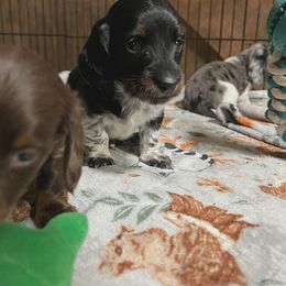 Oreo Cookies and Cream - Piebald male Dachshund puppy in Henry, Virginia from Dumbledore's AKC Mini Dachshunds