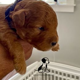 Goldendoodle Puppies from Seby Mini Doodles