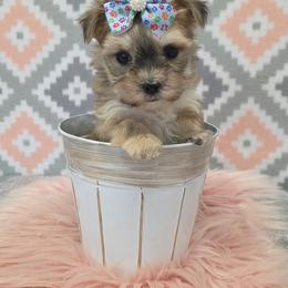 Meadow - Black & tan tri-color female Morkie puppy in Monticello, Iowa from Ashley’s Puppies