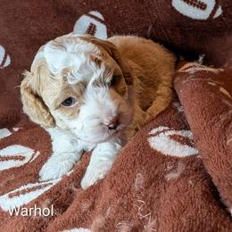 Georgia - Red and white female Cockapoo puppy in Sunset, Louisiana from Cano Cockapoos