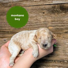 Montana - Cream male Goldendoodle puppy in Cambridge, Minnesota from Country Meadow Doodles