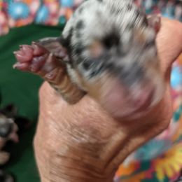 Boy 2 - Dachshund puppy in Sarasota County, Florida from Donna's Mini Joys