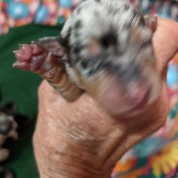 Boy 2 - Dachshund puppy in Sarasota County, Florida from Donna's Mini Joys