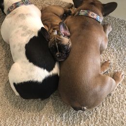 French Bulldog Puppies from TC’s French Bulldogs