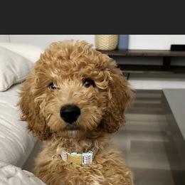 French Bulldog and Goldendoodle All Grown Up from French Valley Miniature Goldendoodles & French Bulldogs