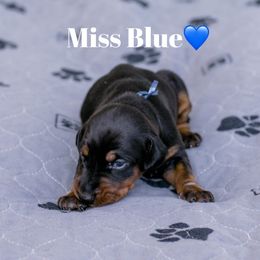 Miss Blue Collar - Black and rust female Doberman Pinscher puppy in Poolville, Texas from Tx Pups