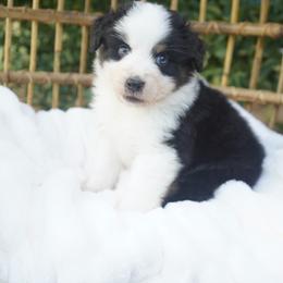 Iron Man - Black tri-color male Australian Shepherd puppy in Victoria, Texas from Silvermist Australian Shepherds