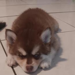 Pomsky Puppies from Your Friend Seamus' Studds