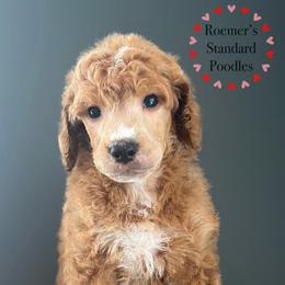 Red Male - Red  male Poodle puppy in Wabasha, Minnesota from Roemer’s Standard Poodles