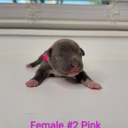 Pink Collar Female - Blue female American Pit Bull Terrier puppy in Pensacola, Florida from Alpha Alliance Kennels