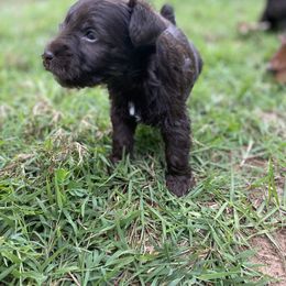 Miniature Schnauzer Puppies from Booms baby