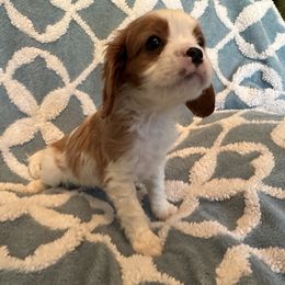 Cavalier King Charles Spaniel Puppies from Dawson’s Creek Breeding