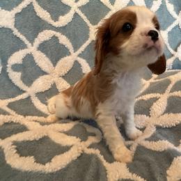 Cavalier King Charles Spaniel Puppies from Dawson’s Creek Breeding