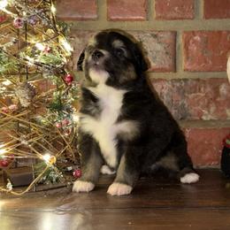 BTF - Black tri female Toy Australian Shepherd puppy in Lindale, Texas from Circle JTS Ranch