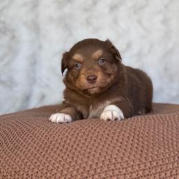 Boy 2 - Red tri-color male Australian Shepherd puppy in Argyle, Iowa from Country Time Kennels