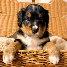 Puddle (grey ribbon) - Phantom male Bernedoodle puppy in Fallbrook, California from BFF Bernedoodles