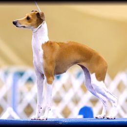 Vibes - Italian Greyhound