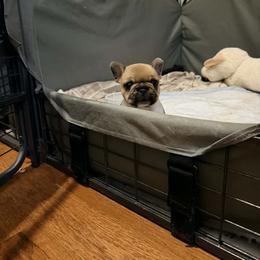 Alvin - Fawn and white male French Bulldog puppy in New Hampton, New Hampshire from Kismet French Bulldogs