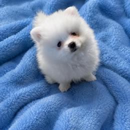 Spike - White male Pomeranian puppy in Rhode Island from Heartfelt Kennels