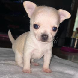 Halo - Fawn female Chihuahua puppy in New Castle, Delaware from Sasha’s Elite Kennel LLC