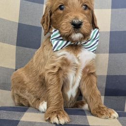 Rocco - Caramel red Labradoodle puppy in Galt, Missouri from Only Doodles!