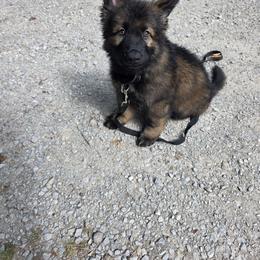 Brown collar - Sable male German Shepherd puppy in Oscoda, Michigan from Sstar