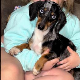 Pearl - Dachshund