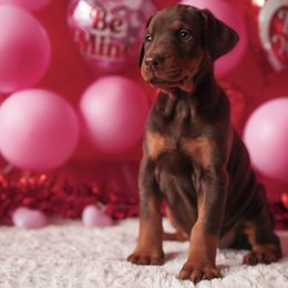 Doberman Pinscher and Labrador Retriever Puppies from GFDutton Retrievers & Dalla Grazia Dobermans