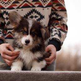 Boy 1 - Black and tan male Pembroke Welsh Corgi puppy in La Grange, Wyoming from Merrygold Corgis