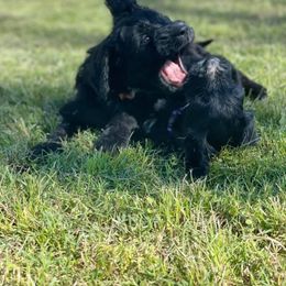 Bernedoodle Puppies from Eva Hutcherson