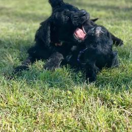 Bernedoodle Puppies from Eva Hutcherson