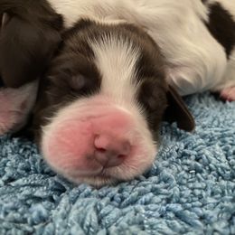 Biscayne - Liver and white male English Springer Spaniel puppy in Roland, Iowa from Hurds Hound Haven