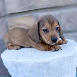 Smooth Austin first in group photo - Red male Dachshund puppy in Richmond, Virginia from Irresistible Dachshunds & Cavaliers