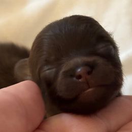 Keebler elf - Chocolate male Pomeranian puppy in Palatka, Florida from Sugarland Pomeranians