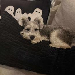 Miniature Schnauzer Puppies from Fancy Farms + Pups