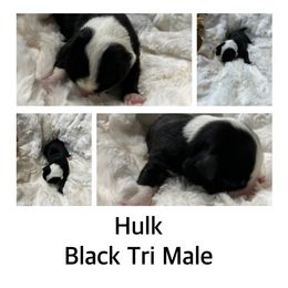 Hulk - Black tri-color Australian Shepherd puppy in Banning, California from Flying R Aussie Ranch