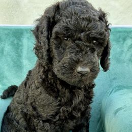 Oreo - Black male Goldendoodle puppy in De Bary, Florida from Lena’s “Christmas Cookies”
