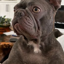 French Bulldogs from SC Frenchies