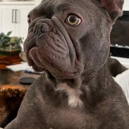 French Bulldogs from SC Frenchies