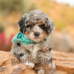 Faith - Merle female Bernedoodle puppy in Wickenburg, Arizona from Houskerville Doodles