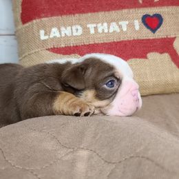 Bulldogs from Chrome Ridge Kennels