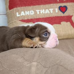 Bulldogs from Chrome Ridge Kennels