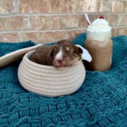 Australian Shepherd Puppies from Aussome Okie Aussies