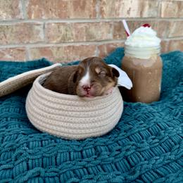Australian Shepherd Puppies from Aussome Okie Aussies