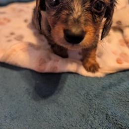 Dapple boy 3 - Dapple male Dachshund puppy in Madisonville, Tennessee from LaRose Farm & Kennels
