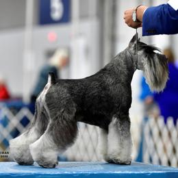 Cobb - Miniature Schnauzer