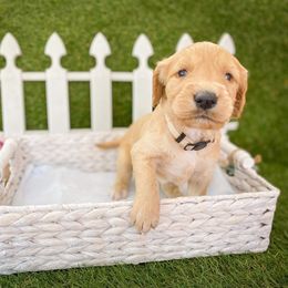 Goldendoodle Puppies from Peachy Doodles