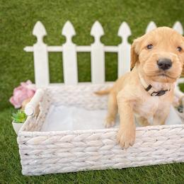 Goldendoodle Puppies from Peachy Doodles